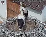 Capi_Dubne_20260716_102003.jpg