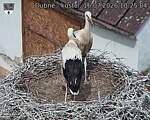 Capi_Dubne_20260716_102504.jpg