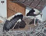 Capi_Dubne_20260716_103003.jpg