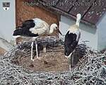 Capi_Dubne_20260716_103503.jpg
