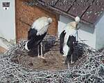 Capi_Dubne_20260716_104003.jpg