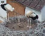 Capi_Dubne_20260716_105004.jpg