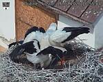 Capi_Dubne_20260716_105504.jpg