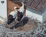 Capi_Dubne_20260716_112503.jpg