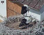 Capi_Dubne_20260716_113503.jpg