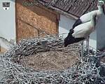 Capi_Dubne_20260716_132503.jpg