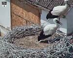 Capi_Dubne_20260716_134502.jpg