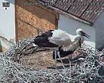 Capi_Dubne_20260716_135503.jpg
