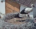 Capi_Dubne_20260716_140503.jpg