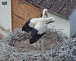 Capi_Dubne_20260716_142502.jpg