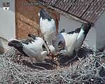 Capi_Dubne_20260716_144003.jpg