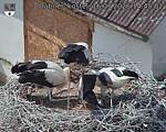 Capi_Dubne_20260716_144502.jpg