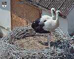 Capi_Dubne_20260716_145503.jpg