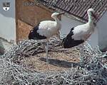 Capi_Dubne_20260716_150002.jpg