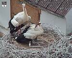 Capi_Dubne_20260716_152003.jpg