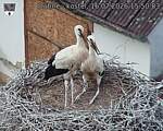 Capi_Dubne_20260716_155003.jpg