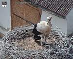 Capi_Dubne_20260716_155502.jpg