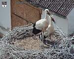 Capi_Dubne_20260716_160503.jpg