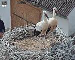 Capi_Dubne_20260716_162502.jpg
