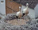 Capi_Dubne_20260716_164002.jpg