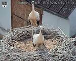 Capi_Dubne_20260716_174504.jpg