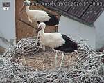 Capi_Dubne_20260716_175003.jpg
