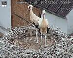 Capi_Dubne_20260716_175504.jpg