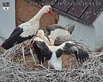 Capi_Dubne_20260716_184504.jpg
