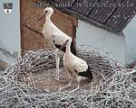 Capi_Dubne_20260716_204004.jpg