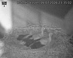 Capi_Dubne_20260716_233502.jpg