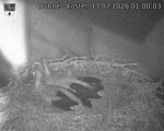 Capi_Dubne_20260717_010003.jpg