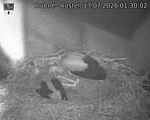 Capi_Dubne_20260717_013002.jpg