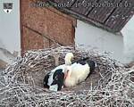 Capi_Dubne_20260717_051003.jpg
