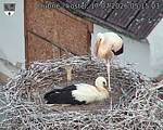 Capi_Dubne_20260717_051503.jpg