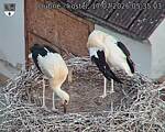 Capi_Dubne_20260717_053503.jpg