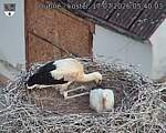 Capi_Dubne_20260717_054003.jpg