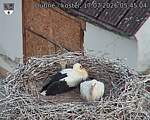 Capi_Dubne_20260717_054504.jpg