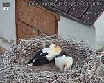 Capi_Dubne_20260717_055004.jpg