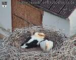 Capi_Dubne_20260717_055504.jpg