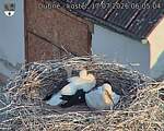 Capi_Dubne_20260717_060504.jpg