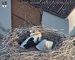 Capi_Dubne_20260717_061003.jpg