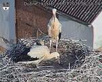 Capi_Dubne_20260717_065004.jpg