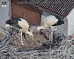 Capi_Dubne_20260717_071003.jpg