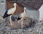 Capi_Dubne_20260717_071504.jpg