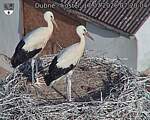 Capi_Dubne_20260717_072004.jpg