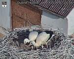 Capi_Dubne_20260717_072504.jpg