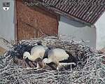 Capi_Dubne_20260717_073004.jpg