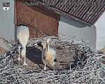 Capi_Dubne_20260717_073503.jpg