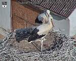 Capi_Dubne_20260717_074003.jpg