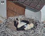 Capi_Dubne_20260717_075002.jpg